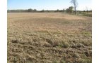 Property photo 43 - 110+/- Acres offered in 4 Tillable Tracts